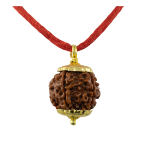 5 Mukhi Rudraksha Pendant / Five Face Rudraksha Pendant - Golden Metal Cap (Lab Certified)