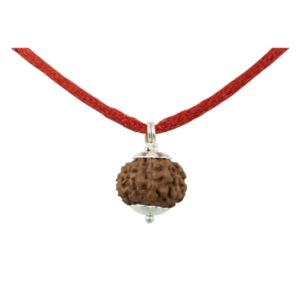 7 Mukhi Rudraksha Pendant / Seven Face Rudraksha Pendant - Pure Silver Cap (Lab Certified)