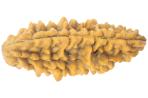 ONE MUKHI