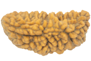 1 Mukhi Half Moon