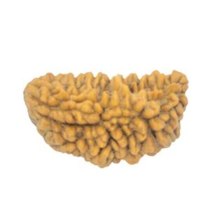 1 Mukhi Rudraksha (Half Moon) South Indian